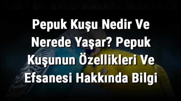 Pepuk Kuşu Nedir Ve Nerede Yaşar Pepuk Kuşunun Özellikleri Ve Efsanesi Hakkında Bilgi