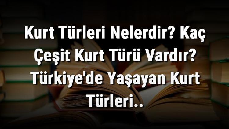 Kurt Türleri Nelerdir Kaç Çeşit Kurt Türü Vardır Türkiyede Yaşayan Kurt Türleri..