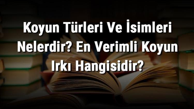 Koyun Türleri Ve İsimleri Nelerdir En Verimli Koyun Irkı Hangisidir