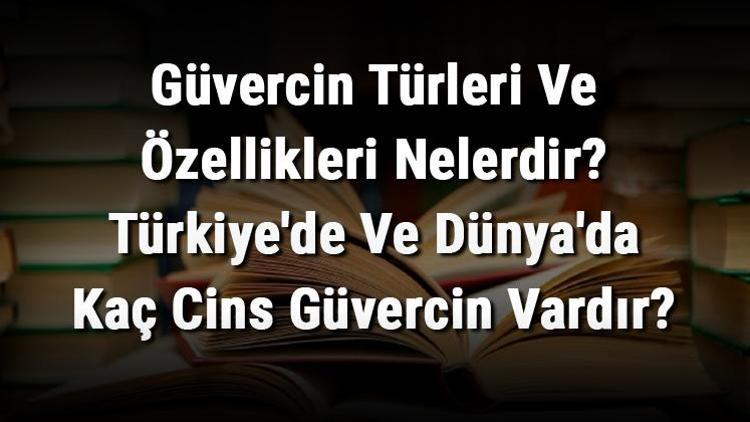 Güvercin Türleri Ve Özellikleri Nelerdir Türkiyede Ve Dünyada Kaç Cins Güvercin Vardır