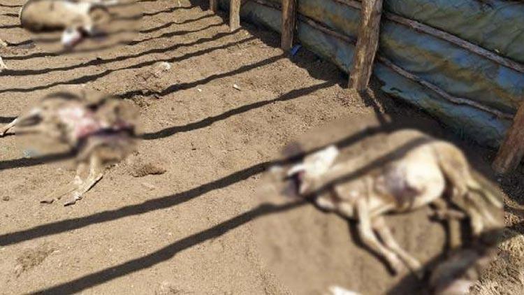 Kastamonuda ayı saldırısı: 25 koyun öldü