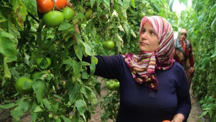 Çamelini hormonsuz domates cenneti yapan proje