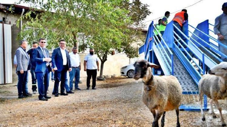 Mustafakemalpaşa Belediyesinden, koyun üreticisini sevindiren proje
