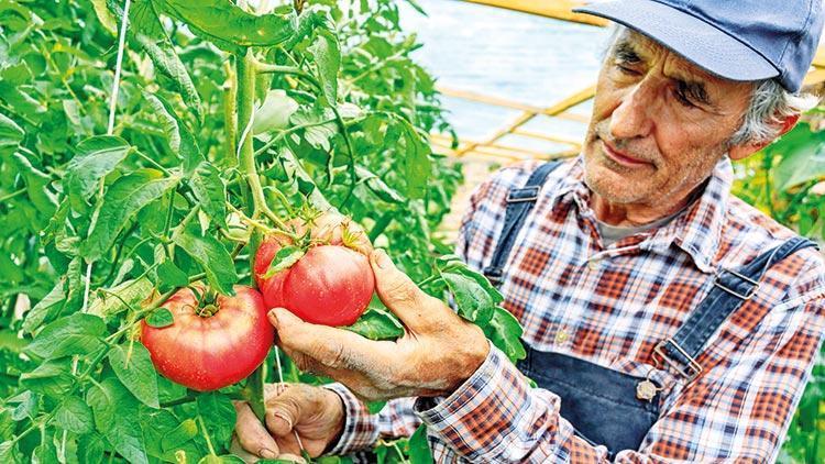 Tarladan markete fiyat yolculuğu