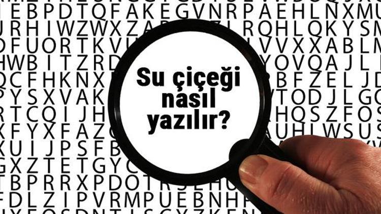 Su çiçeği nasıl yazılır TDKya göre bitişik mi ayrı mı yazılır Su çiçeği kelimesinin doğru yazımı...