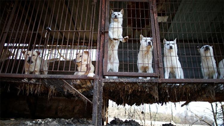 Yıllar süren vahşet sona eriyor: Güney Korede köpek eti tüketimi yasaklanacak