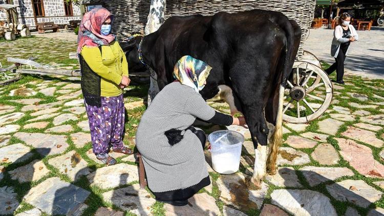 Anneler süt sağdı çocukları içti