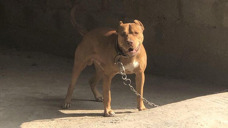 Pitbull beslemek yasak mı