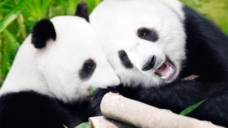 Pandaların libidosu için inanılmaz çözümler
