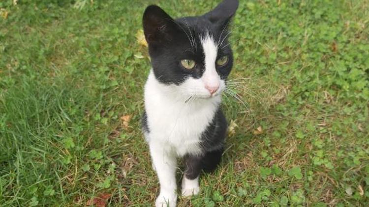 Ağzına olta iğnesi giren kedi tedaviye alındı