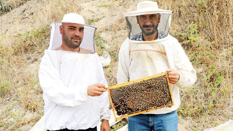 300 bin arı neden öldü