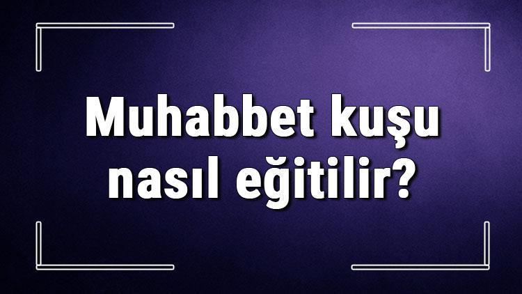 Muhabbet kuşu nasıl eğitilir Muhabbet kuşu nasıl evcil olur, sahibine nasıl alışır