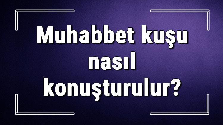 Muhabbet kuşu nasıl konuşturulur Muhabbet kuşuna konuşma eğitimi nasıl verilir