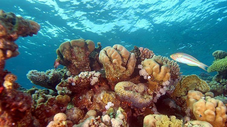 Dünyada mercan resifinin yüzde 14ü yok oldu