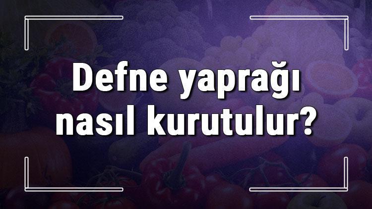 Defne yaprağı nasıl kurutulur ve saklanır? Evde fırında taze defne yaprağı kurutma