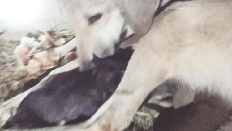Menfezde mahsur kalan köpek ve yavrusu kurtarıldı