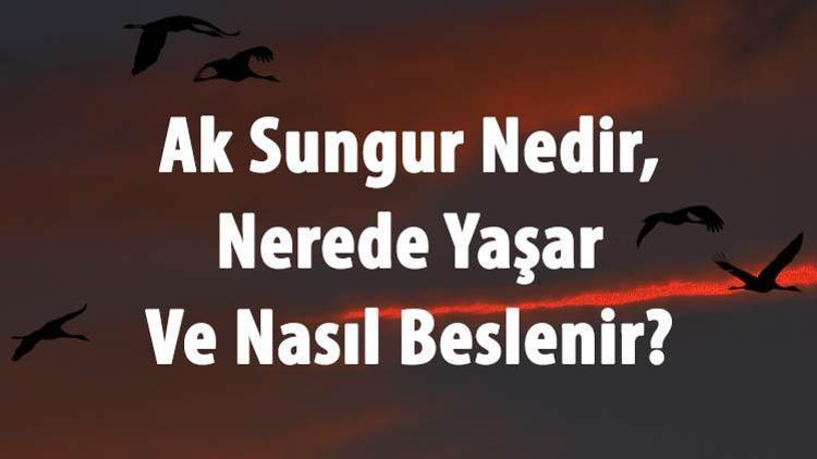 Ak Sungur Nedir, Nerede Yaşar Ve Nasıl Beslenir Sungur Kuşu (Akdoğan) Özellikleri Ve Türleri