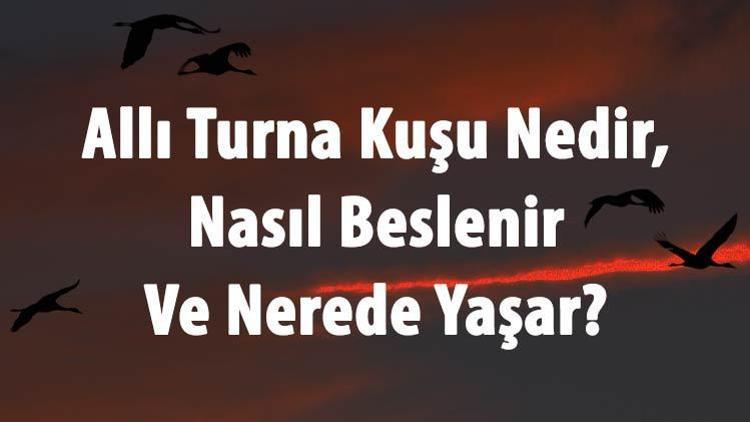 Allı Turna Kuşu Nedir, Nasıl Beslenir Ve Nerede Yaşar Flamingo Özellikleri Hakkında Bilgi