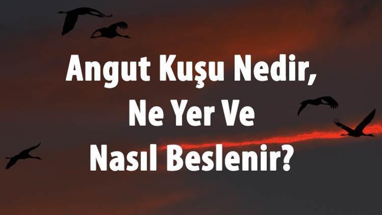 Angut Kuşu Nedir, Ne Yer Ve Nasıl Beslenir Ankut Kuşu Yenir Mi, Eşi Ölünce Ölür Mü Ve Özellikleri