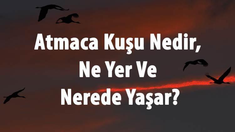 Atmaca Kuşu Nedir, Ne Yer Ve Nerede Yaşar Atmaca Özellikleri Ve Türleri