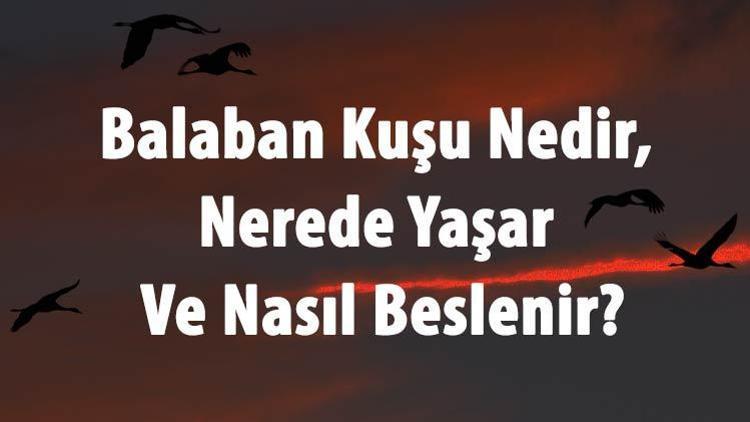 Balaban Kuşu Nedir, Nerede Yaşar Ve Nasıl Beslenir Bayağı Balaban Özellikleri Ve Türleri