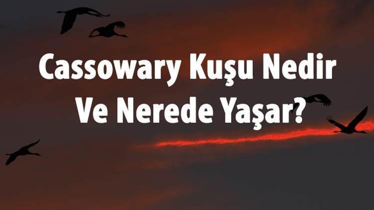 Cassowary Kuşu Nedir Ve Nerede Yaşar Cassowary Özellikleri Ve Türleri