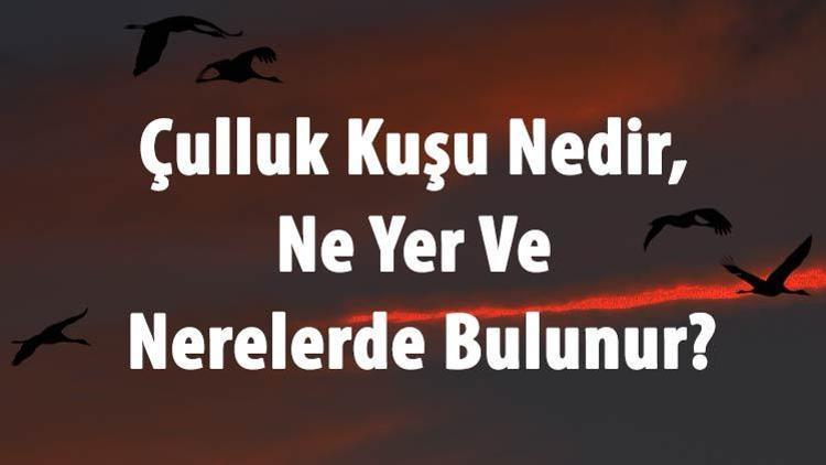 Çulluk Kuşu Nedir, Ne Yer Ve Nerelerde Bulunur Çulluk Kuşunun Eti Yenir Mi, Sesi Ve Özellikleri