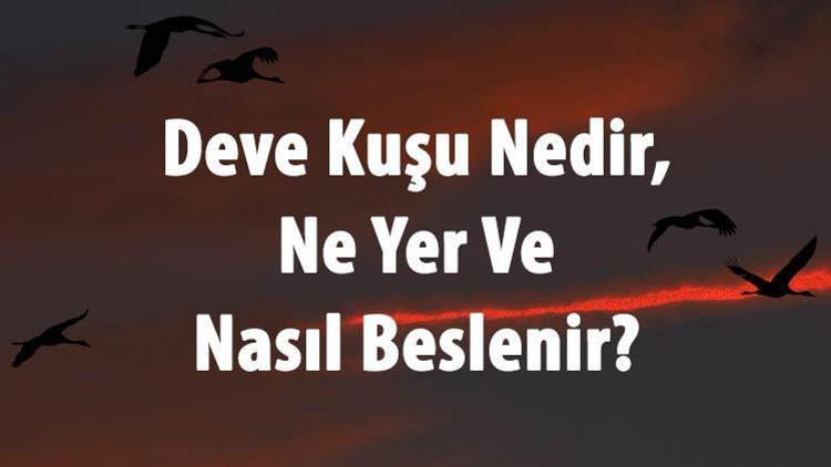 Deve Kuşu Nedir, Ne Yer Ve Nasıl Beslenir Deve Kuşu Neden Uçamaz Ve Ne Kadar Yumurtlar Özellikleri Hakkında Bilgi