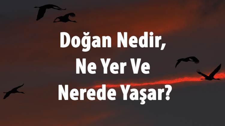 Doğan Nedir, Ne Yer Ve Nerede Yaşar Doğan Kuşu Sesi, Hızı, Boyutları Ve Özellikleri Hakkında Bilgi