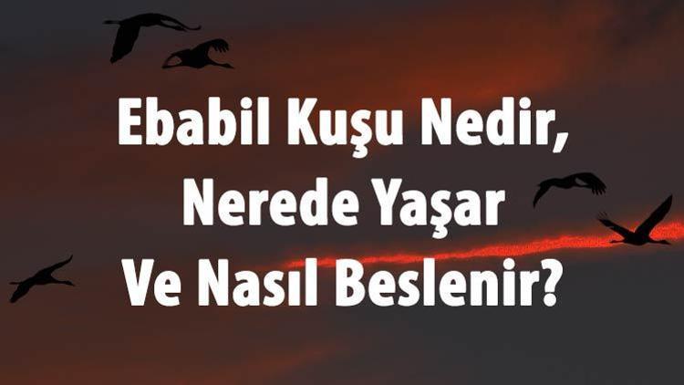 Ebabil Kuşu Nedir, Nerede Yaşar Ve Nasıl Beslenir Ebabil Kuşu Özellikleri Hakkında Bilgi