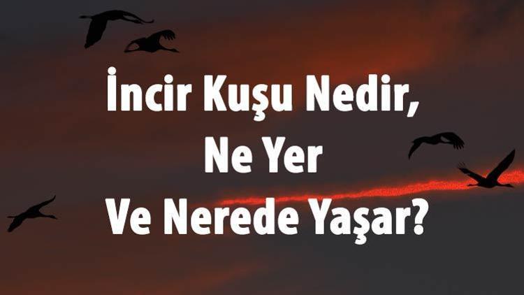 İncir Kuşu Nedir, Ne Yer Ve Nerede Yaşar İncir Kuşu Özellikleri Ve Türleri