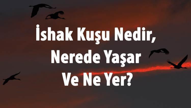 İshak Kuşu Nedir, Nerede Yaşar Ve Ne Yer İshak Kuşu Sesi Ve Özellikleri