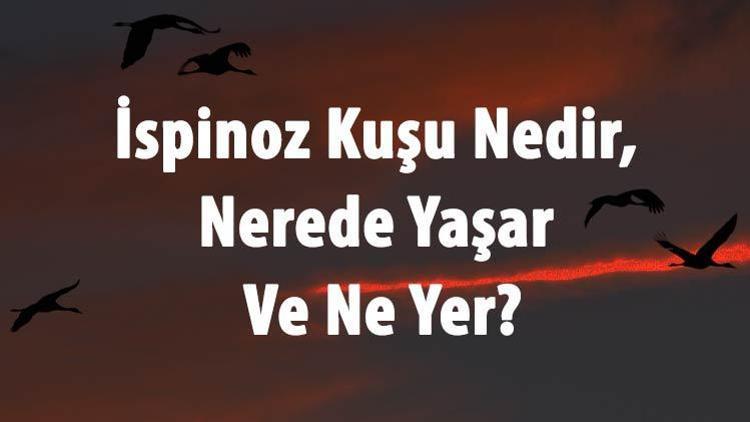 İspinoz Kuşu Nedir, Nerede Yaşar Ve Ne Yer İspinoz Özellikleri Ve Türleri