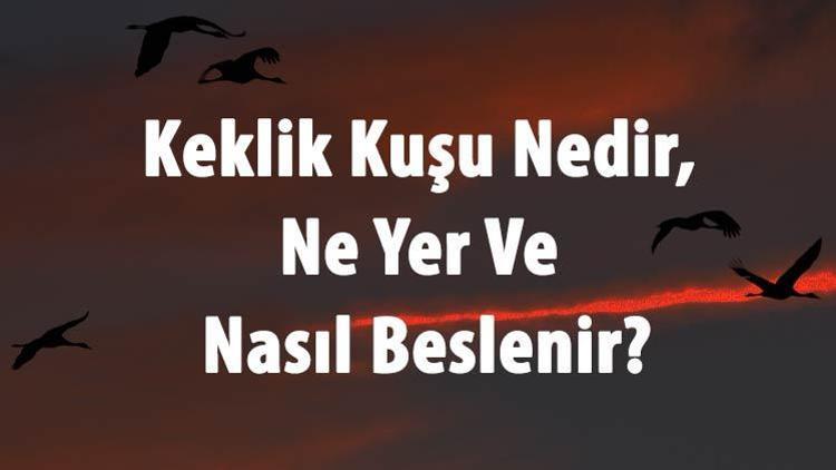 Keklik Kuşu Nedir, Ne Yer Ve Nasıl Beslenir Keklik Yumurtası Yenir Mi, Sesi Ve Özellikleri Hakkında Bilgi