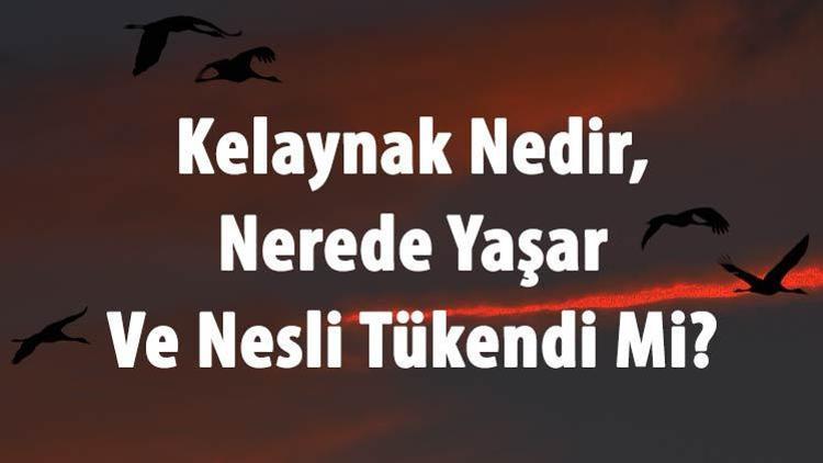 Kelaynak Nedir, Nerede Yaşar Ve Nesli Tükendi Mi Kelayank Kuşu Ne Yer Ve Özellikleri Hakkında Bilgi