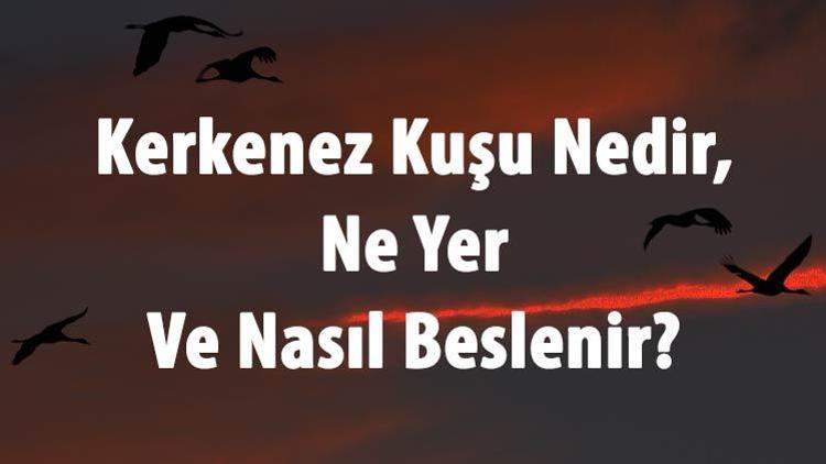 Kerkenez Kuşu Nedir, Ne Yer Ve Nasıl Beslenir Kerkenez Nerede Yaşar Ve Özellikleri