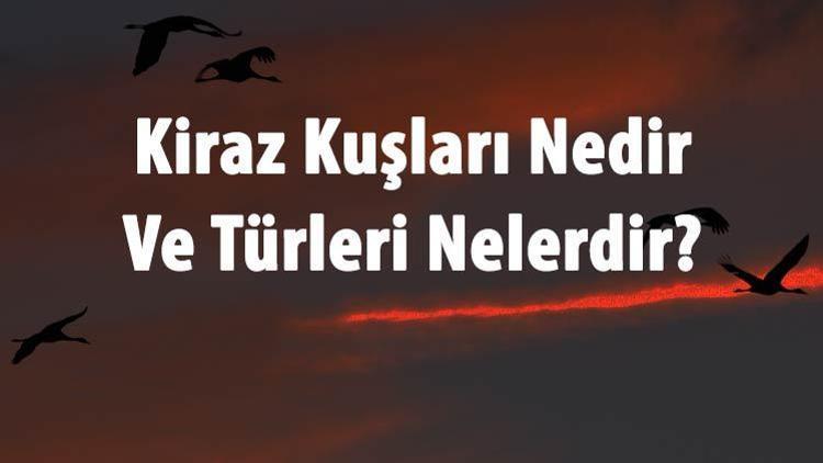 Kiraz Kuşları Nedir Ve Türleri Nelerdir Kiraz Tuşu Özellikleri Hakkında Bilgi