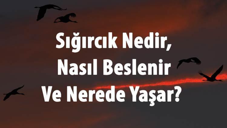 Sığırcık Nedir, Nasıl Beslenir Ve Nerede Yaşar Sığırcık Kuşu Yenir Mi, Sesi Ve Özellikleri