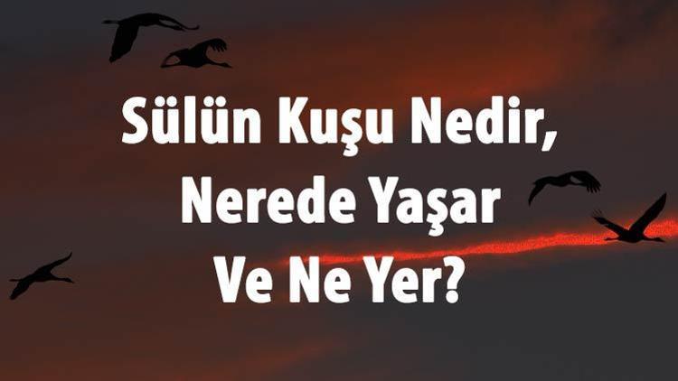 Sülün Kuşu Nedir, Nerede Yaşar Ve Ne Yer Bayağı Sülün Özellikleri Hakkında Bilgi