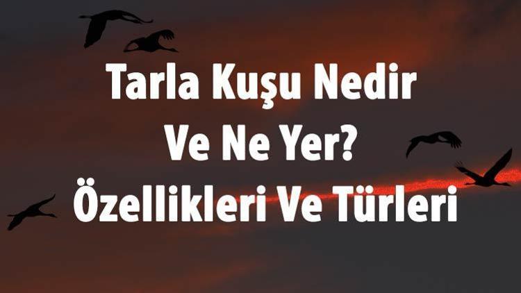 Tarla Kuşu Nedir Ve Ne Yer Tarla Kuşu Özellikleri Ve Türleri