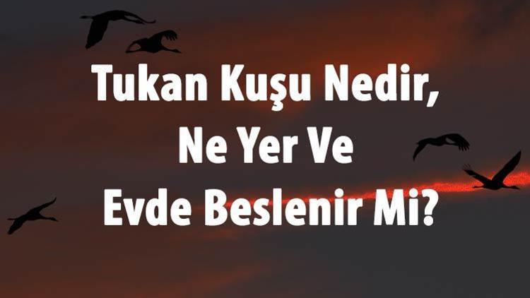 Tukan Kuşu Nedir, Ne Yer Ve Evde Beslenir Mi Tukan Kuşu Nerede Yaşar Ve Özellikleri Neler