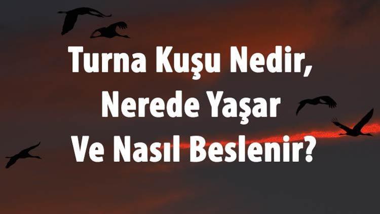 Turna Kuşu Nedir, Nerede Yaşar Ve Nasıl Beslenir Turnagiller Ve Özellikleri