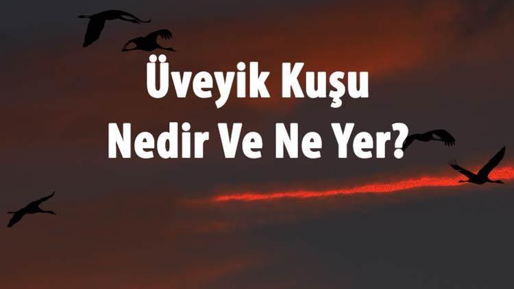 Üveyik Kuşu Nedir Ve Ne Yer Üveyik Özellikleri Ve Türleri Hakkında Bilgi