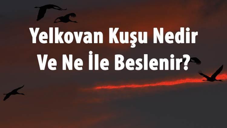 Yelkovan Kuşu Nedir Ve Ne İle Beslenir Yelkovan Kuşunun Özellikleri