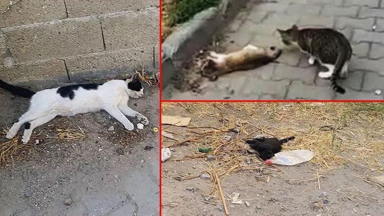 Gelibolu’da çok sayıda kedi zehirlenerek öldürüldü