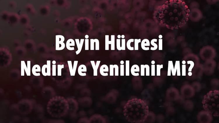 Beyin Hücresi Nedir Ve Yenilenir Mi Beyin Hücresi Ne İşe Yapar Ve Özellikleri