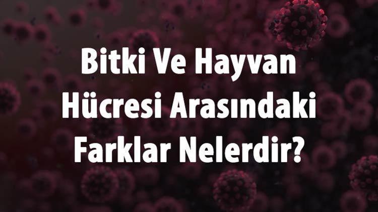 Bitki Ve Hayvan Hücresi Arasındaki Farklar Nelerdir Bitki Ve Hayvan Hücresi Arasındaki Ortak Ve Benzer Özellikler