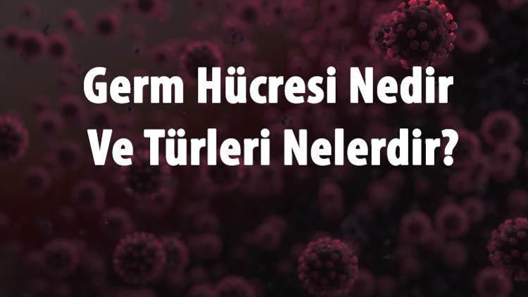 Germ Hücresi Nedir Ve Türleri Nelerdir Germ Hücreleri Nasıl Oluşur Ve Nerede Bulunur