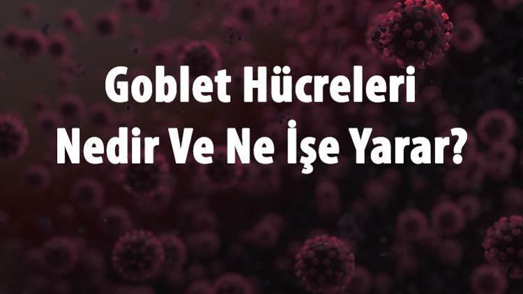 Goblet Hücreleri Nedir Ve Ne İşe Yarar Goblet Hücresinin Özellikleri Ve Görevleri Nelerdir