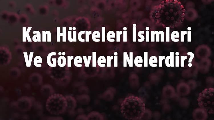 Kan Hücreleri İsimleri Ve Görevleri Nelerdir Kan Hücreleri Nerede Üretilir Ve Normal Değerleri